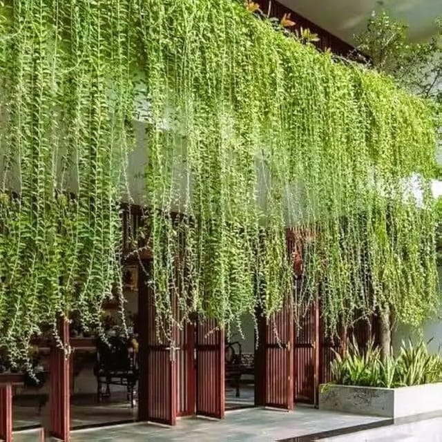 Curtain Creeper - 3 Plant Combo