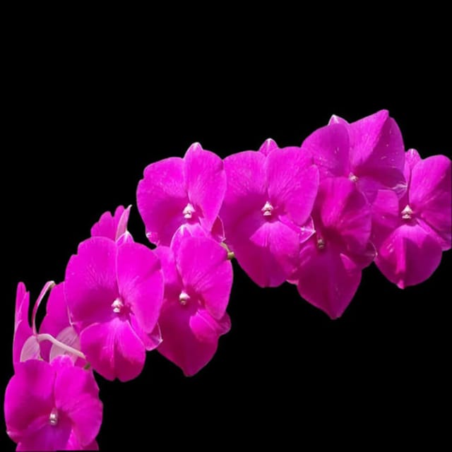 Dendrobium Big Red Lip
