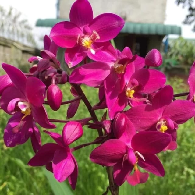 Spathoglottis Dark Purple Ground Orchid Single Pot  - Thailand Hybrid