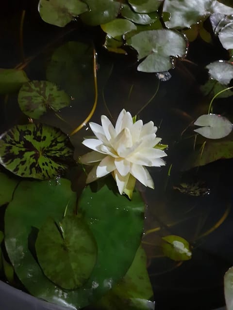 Nymphaea Prolifera - Tropical Waterlily (Night Bloomer)