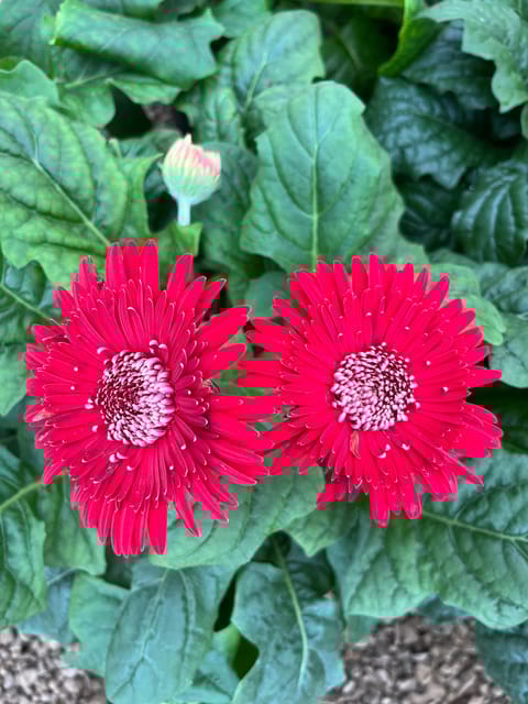 Gerbera (Red) Plant