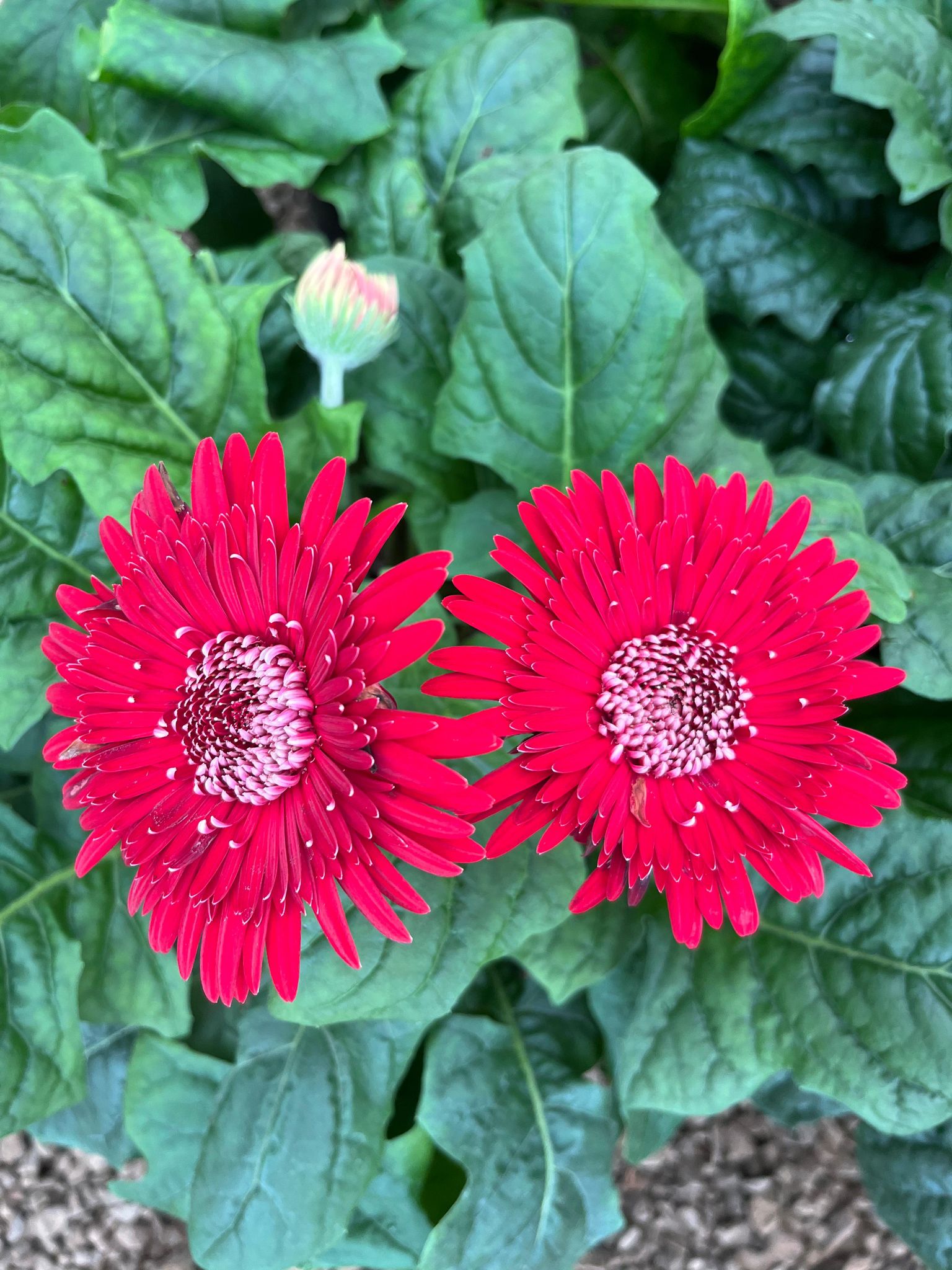 Gerbera (Red) Plant