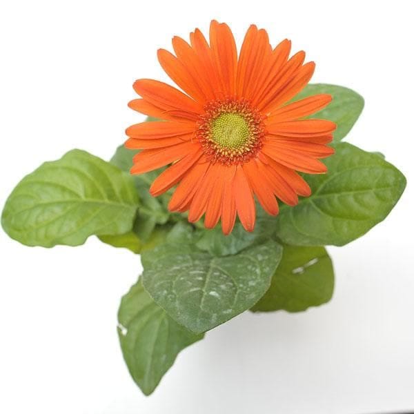 Gerbera (Orenge) Plant