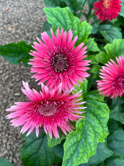 Gerbera (Pink) Plant