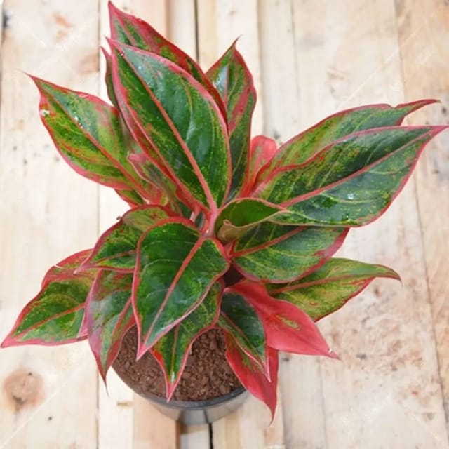 Aglaonema Lipstick