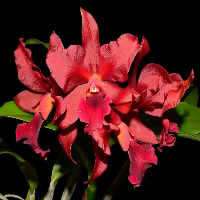 Cattlianthe India Rose Sherwood Kiilani