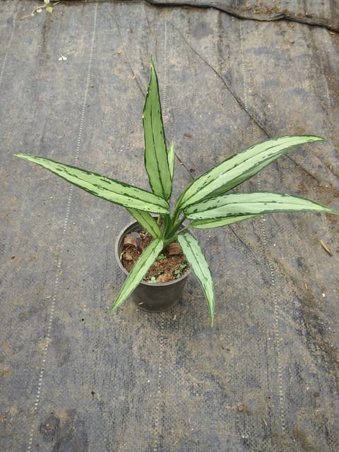 Aglaonema Cutlass