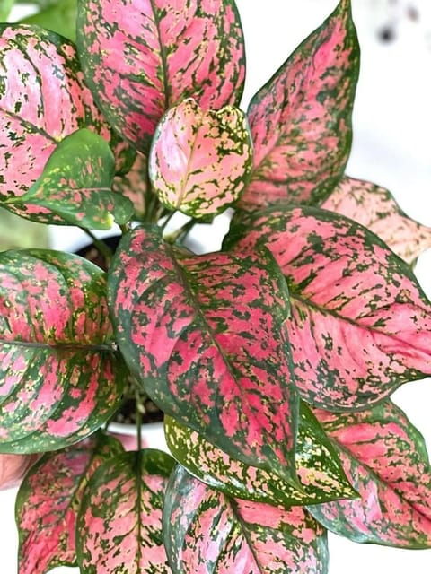 Aglaonema Valentine