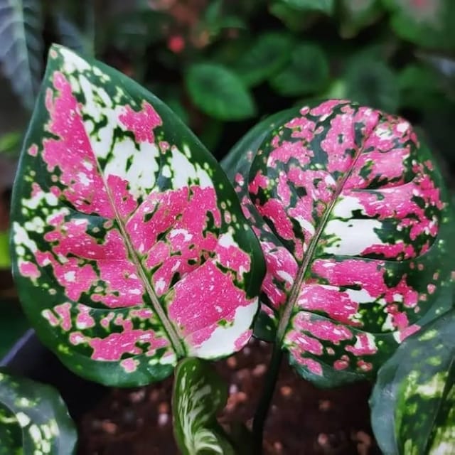 Aglaonema Tricolor