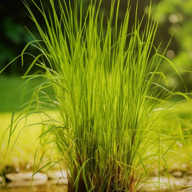 Ramacham/ Vetiver / Khus (Chrysopogon Zizanioides) 2 Plant Combo