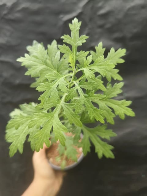 Bhasma Tulsi | Basil Plant