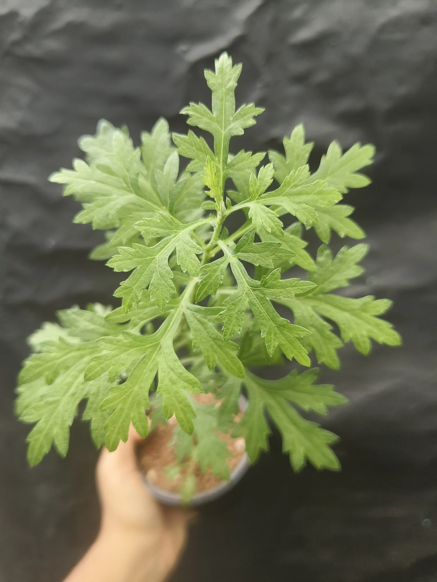 Bhasma Tulsi | Basil Plant