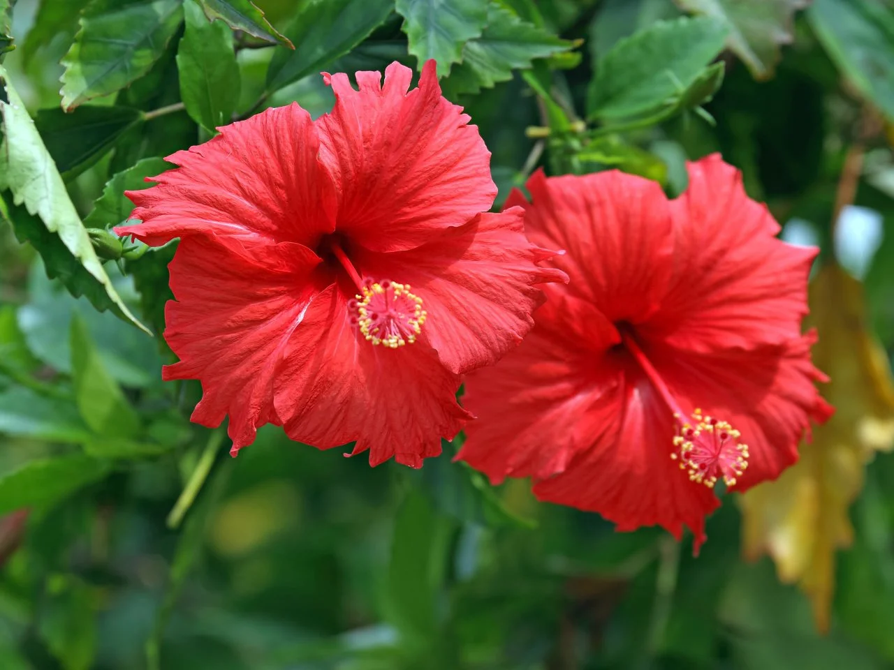 Hibiscus Red  (Jaswand) Plant