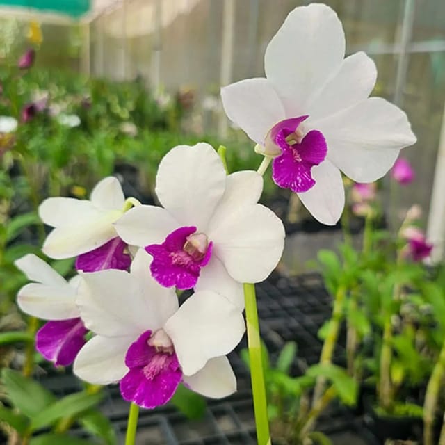Dendrobium Big Charming
