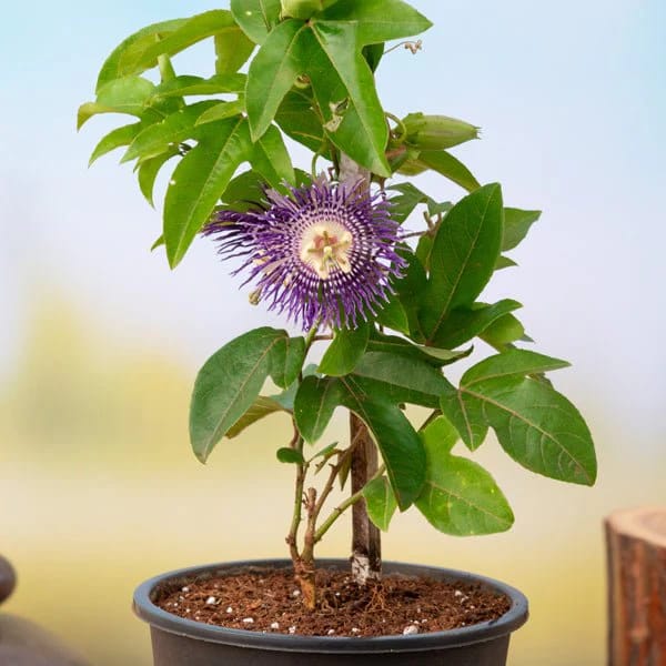 Purple Krishna Kamal (Purple Passion Flower)