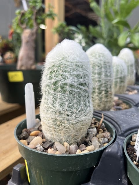 Esposta Lanata, Old Man cactus Plant Barerooted