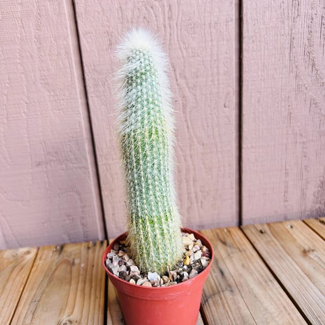 Clestocactus Strausii Silver Tourch Cactus Plant Barerooted