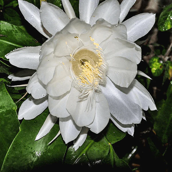 Brahma Kamal Plant (White)