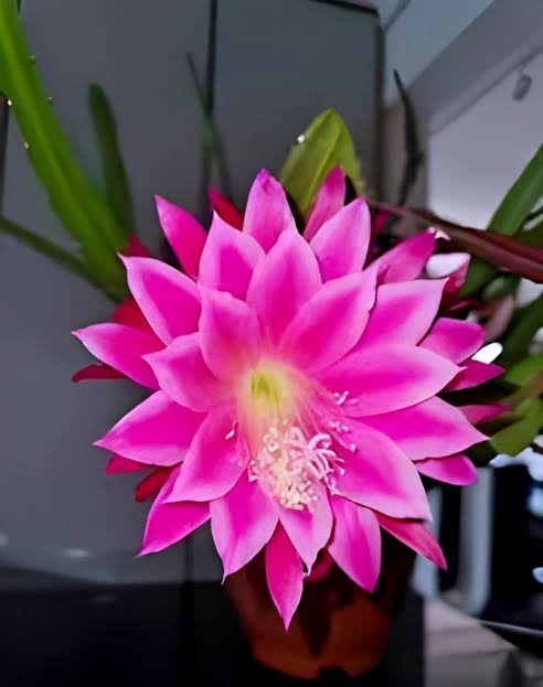 Variegated Pink Brahma Kamal Plant