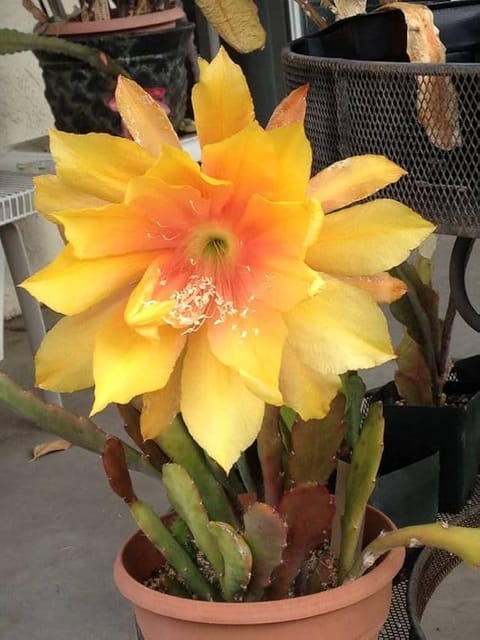 Bramha Kamal Yellow Plant