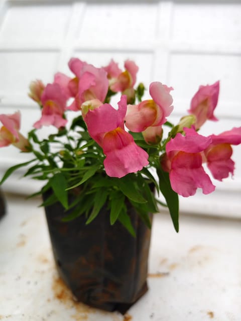 Antirrhinum Majus (Pink) Plant