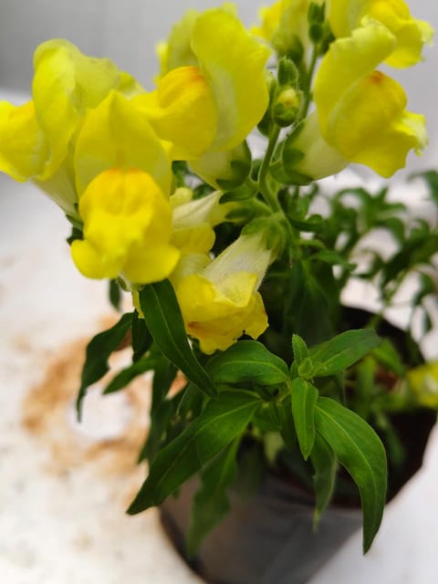 Antirrhinum Majus (Yellow) Plant