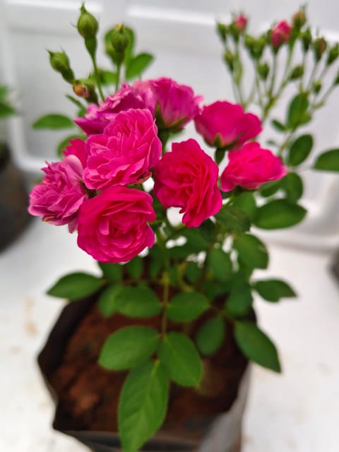 Button Rose (Pink) Plant