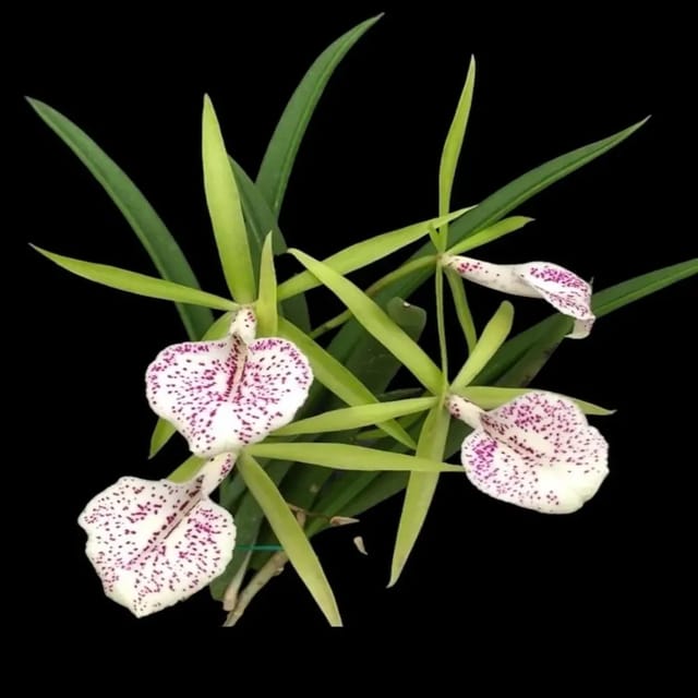 Brassocattleya Nakornpathome Silver