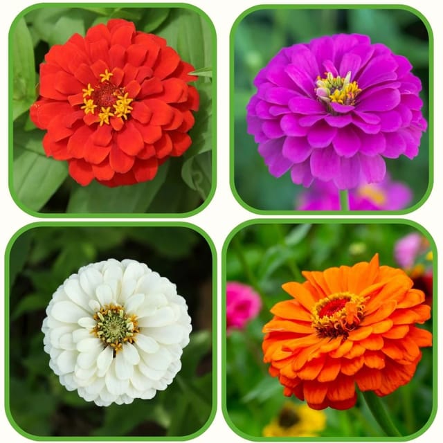 Zinnia Liliput Mixed Flower Seeds  (Pack Of - 30 Seeds)