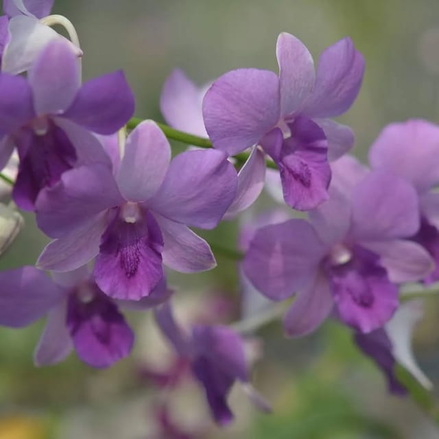 Dendrobium Blue Planet