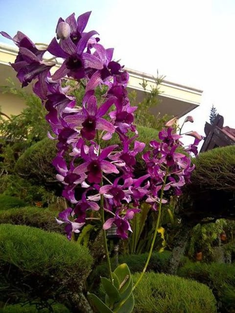 Dendrobium Indonesia Raya Red