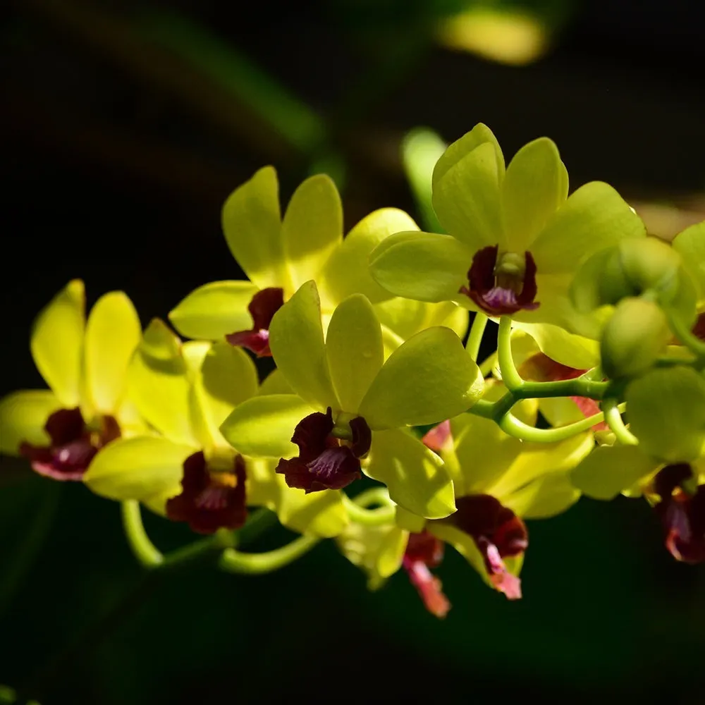 Dendrobium Thongchai Gold