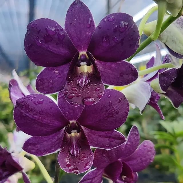 Dendrobium Blue Foxtail x Trudy Brandt