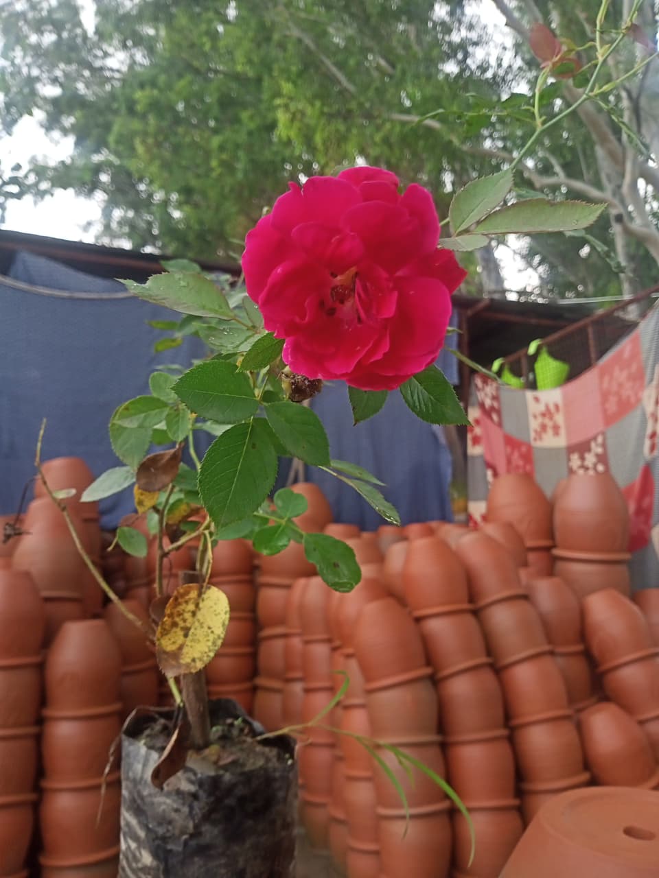 Hybrid Rose Plant Grafted