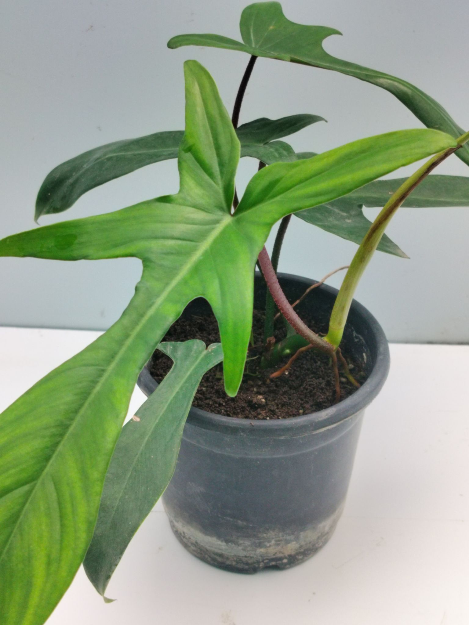 Rare Philodendron Florid Beauty Plant