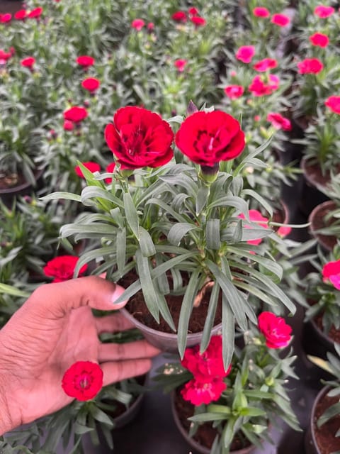 Carnation (Red) Plant