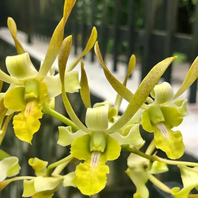 Dendrobium Chan Chao