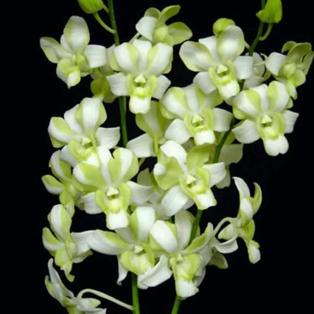 Dendrobium Erawan Green