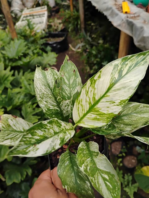 VARIGATED PEACE LILLY (PACKED OF 1)