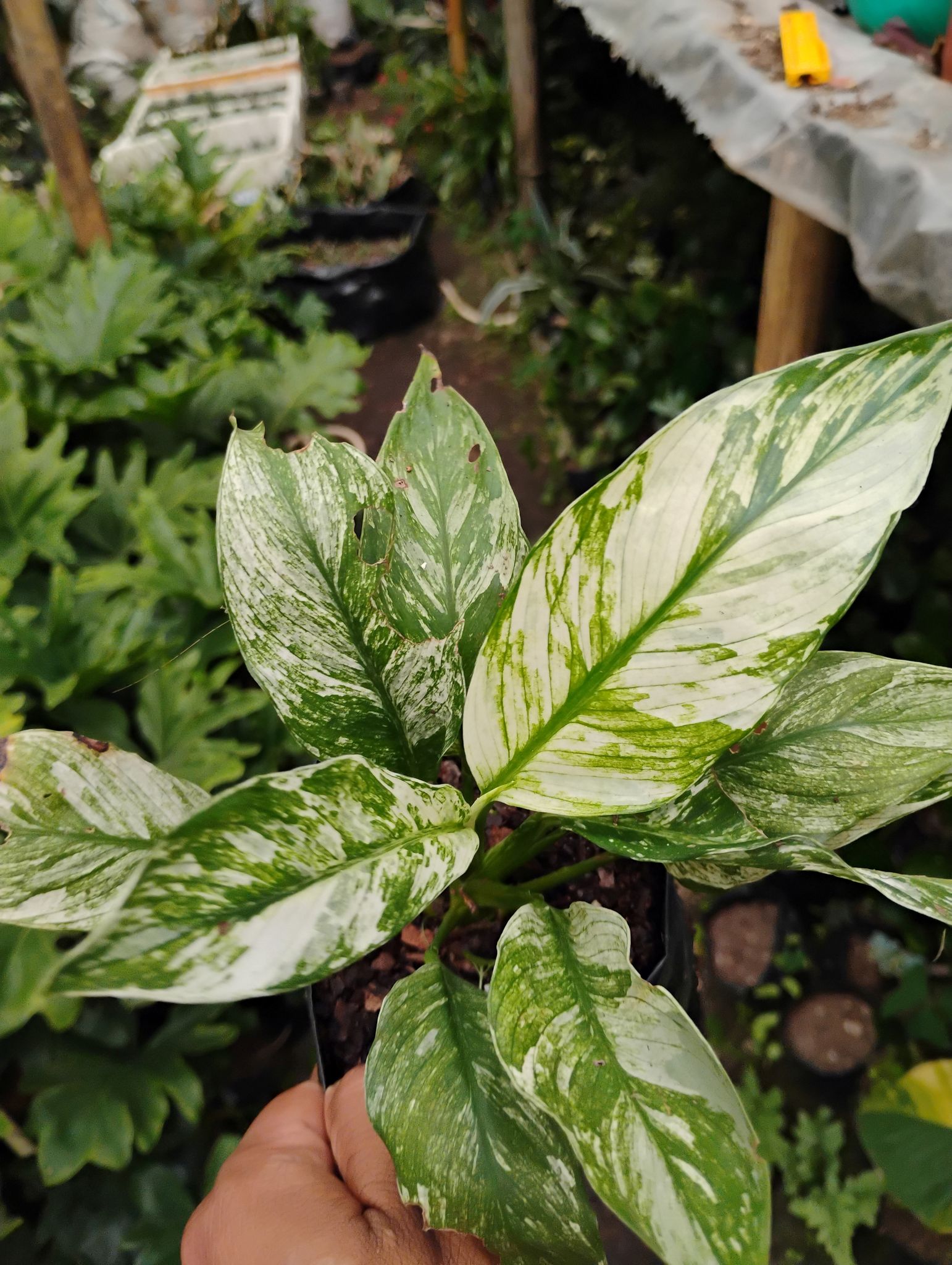 VARIGATED PEACE LILLY (PACKED OF 1)