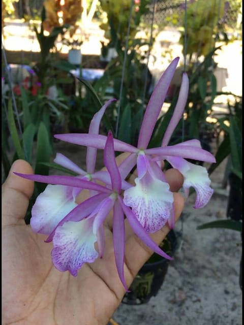 Brassocattleya Jairak Kiku Orchid