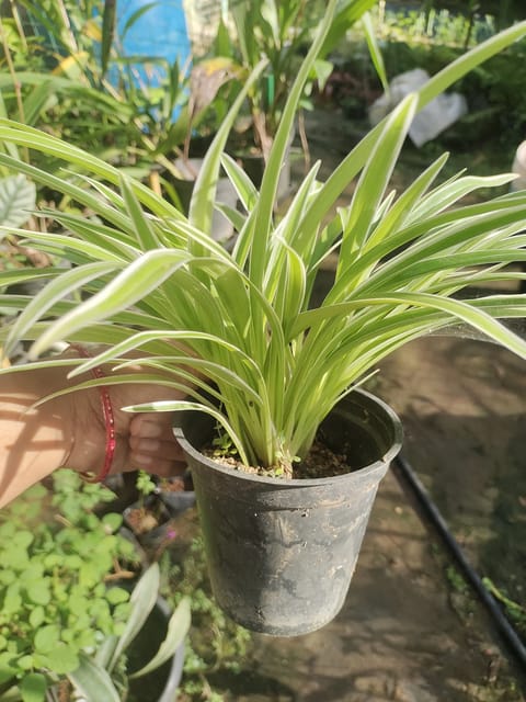 Chlorophytum Bichetii Grass Clumps