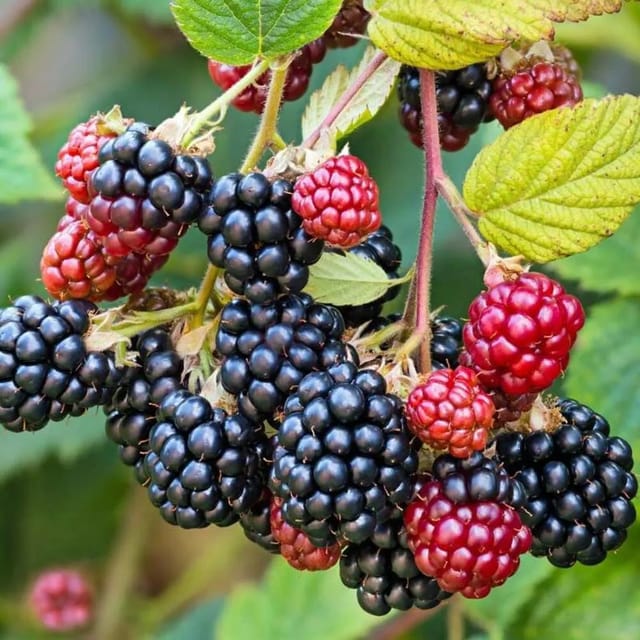 BlackBerry Plant