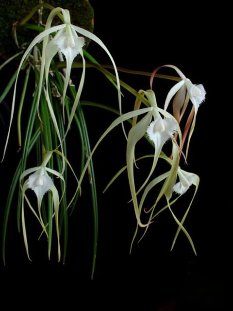Brassavola Cucullata