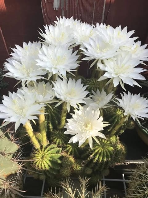 Echinopsis Calochlora Clump - Bowl Cactus Clump