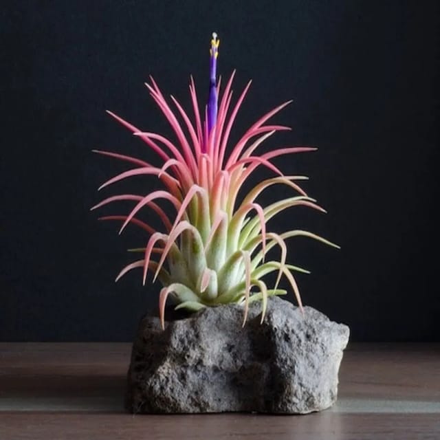 Thillandsia Ionantha 'Rubra'