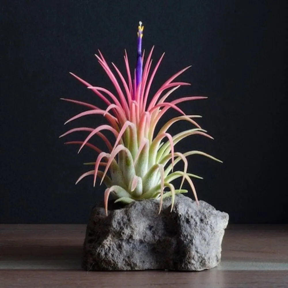 Thillandsia Ionantha 'Rubra'