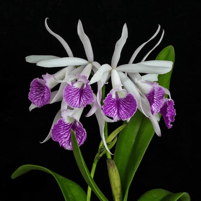 Cattleya Maria Hatney