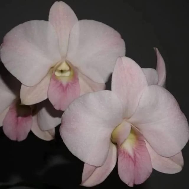Dendrobium Peach