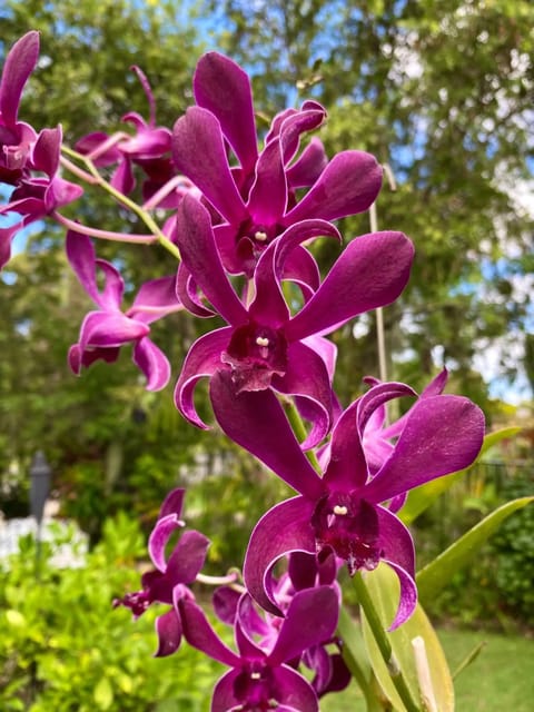 Dendrobium Ceasar Red